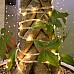 solar rope light cool white
